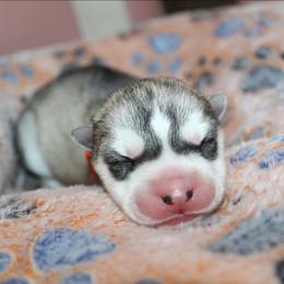 Orange - Gray and white female Siberian Husky puppy in Le Sueur, Minnesota from Tevana Siberians LLC
