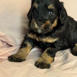 Belinda - Phantom female Bernedoodle puppy in Longmont, Colorado from Colorado Miniature Bernedoodle Puppies