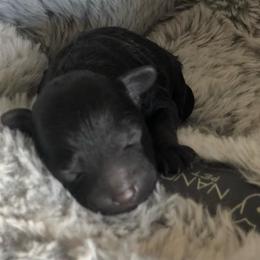 Maltese, Maltipoo, and Poodle Puppies from Healing Pawz LLC