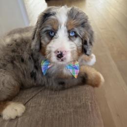 Turbo - Blue merle male Bernedoodle puppy in Ormond Beach, Florida from Florida Coast Doodles