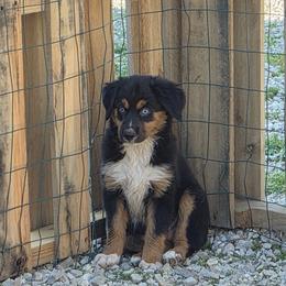Boots - Black tri female Miniature American Shepherd puppy in Marshfield, Missouri from Tntowne Miniature American Shepherds