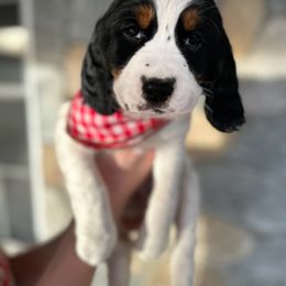 English Springer Spaniel Puppies from Hillsboro Springers