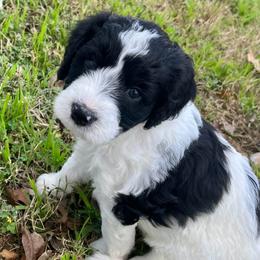 Everest - Black and white male Bernedoodle puppy in Waco, Texas from Hope Valley Doodles