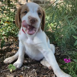 Brittany Puppies from Highpoint Kennels