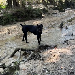 Cane Corso from Guardia Del Corpo