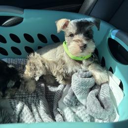 Josie - Liver female Miniature Schnauzer puppy in Jayess, Mississippi from Barbara Clark