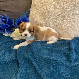 Cavalier King Charles Spaniel and Pembroke Welsh Corgi Puppies from Puppy PlayPen