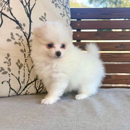 Lightning McQueen - Cream parti male Pomeranian puppy in Stroud, Oklahoma from Laik’s Little Shihtz & Poms