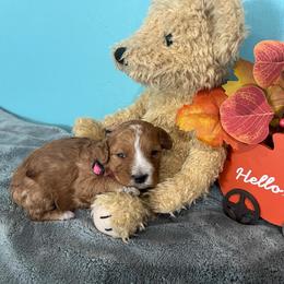 Skye - Red  female Goldendoodle puppy in Pendleton, Oregon from Blushing Doodles