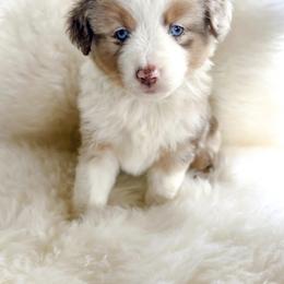 Aussiedoodle and Toy Australian Shepherd Puppies from Bar 4 Aussies