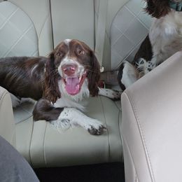 Theodore - Liver and white male English Springer Spaniel puppy in Palisade, Colorado from Bigfoot's Kennel