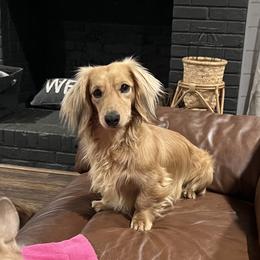 Pluto - Dachshund