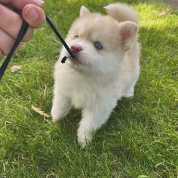 Jinu - Red and white male Pomsky puppy in Coeur D'alene, Idaho from PNW Pomskys