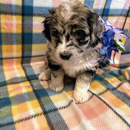 Aussiedoodle, Bernedoodle, and Poodle Puppies from Sis' Doodles & Poodles