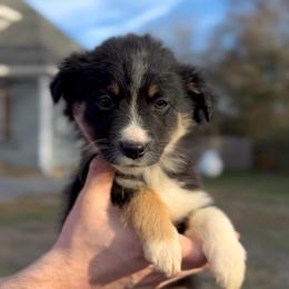 Nova - Girl 5 - Black tri female Miniature Australian Shepherd puppy in Murfreesboro, Tennessee from Norby's Mini Aussies