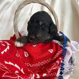 June - Black phantom female Aussiedoodle puppy in Kings Mountain, North Carolina from Champion Farms Doodles