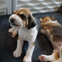 Harrier Puppies from Darkfire Harriers