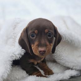 Gracie - Chocolate and tan female Dachshund puppy in Elma, Iowa from Iowa Dachshunds