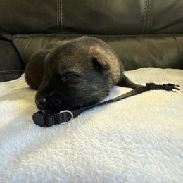 Boy 3 - Sable male German Shepherd puppy in Denver, Colorado from Morales Kennels