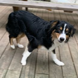 Tate - Australian Shepherd