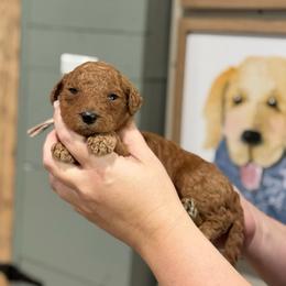 Cash - Red  male Goldendoodle puppy in Wharton, Texas from Little Fur Friends