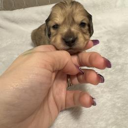 Posey - Cream female Dachshund puppy in Avinger, Texas from Lone Star Longhair Dachshunds