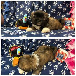 Fonzie - Brindle male Lhasa Apso puppy in Cincinnati, Ohio from Shangri-La Lhasa Apsos