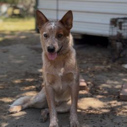 Curry - Red mottled male Australian Cattle Dog puppy in Scurry, Texas from RedHorizon AKC Australian Cattle Dogs (Heelers)