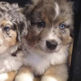 Miniature Australian Shepherds from Finndigo Mini Aussies