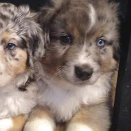 Miniature Australian Shepherds from Finndigo Mini Aussies