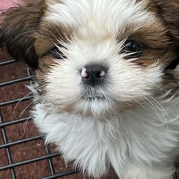 Boy 1 - Red and white male Shih Tzu puppy in St. Helena, California from Sattui little Shih Tzu of Napa Valley