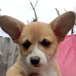 Pembroke Welsh Corgis from Corgis with Tails