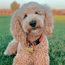 Callie - Goldendoodle