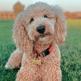 Callie - Goldendoodle