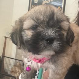 Heidi Akc Girl 2 Hot pink collar - Cream female Lhasa Apso puppy in Chico, California from Lhasa Apsos of northern Ca . Biewer terriers of northern California