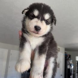 Draco - Black and white male Alaskan Malamute puppy in Spokane, Washington from Asgard Wooly Malamutes