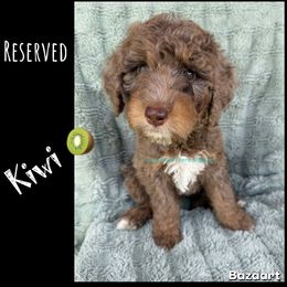 Kiwi - Merle male Bernedoodle puppy in Godwin, North Carolina from Farm Sweet Farm Doodles