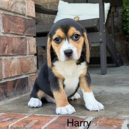 Harry - Black tan and white male Beagle puppy in Mansfield, Missouri from Rippee Creek Kennel