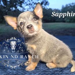 Sapphire - Blue female Australian Cattle Dog puppy in Silsbee, Texas from Rockin ND Ranch