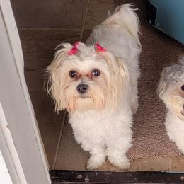Luna - Maltese