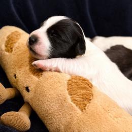 Steven - Piebald male Dachshund puppy in North Reading, Massachusetts from The Well Tempered Dachshund