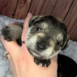 Rose - Salt and pepper female Miniature Schnauzer puppy in Coarsegold, California from Halo Schnauzer