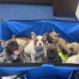 French Bulldog puppies from The French Amigos