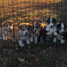Pembroke Welsh Corgi Puppies from Wind Mountain Corgis