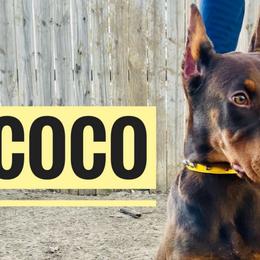 Coco - Red and rust Doberman Pinscher puppy in Columbus, Ohio from Von Schaaf Haus DuPree