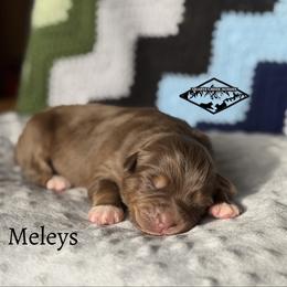 Meleys - Red tri female Miniature Australian Shepherd puppy in Cody, Wyoming from Quartz Creek Aussies