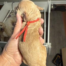Red Collar - Apricot male Goldendoodle puppy in Portland, Tennessee from Happy_Tails_by_TJ