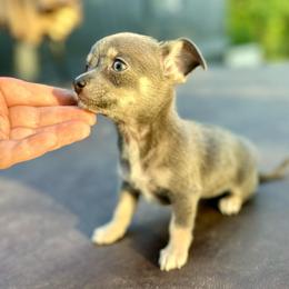 Tiny teacup Princess - Blue and tan female Chihuahua puppy in Alvord, Texas from Gift of Gods Favor