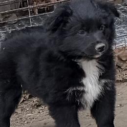 Black - Black female Toy Australian Shepherd puppy in Cedar Creek, Texas from Rowdy Ranch Tx
