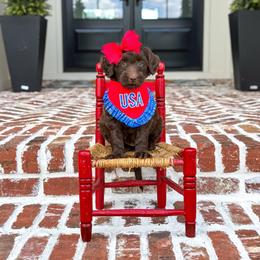Coco (Pink Collar) - Chocolate female Goldendoodle puppy in Bell Buckle, Tennessee from Precious Puptown Doodles